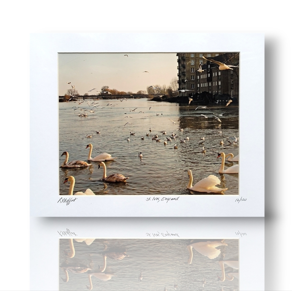 Fine Art Photography Swans St. Ives, England UK, 10x13 Matted